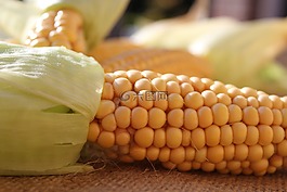玉米棒,玉米,性質(zhì)