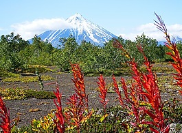 火山,森林,秋季