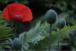 罌粟,花,植物