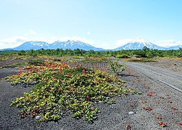 火山,森林,秋季