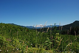 山,小山,植物區(qū)系