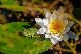 青蛙,睡莲,池塘