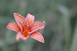 虎百合,花,自然