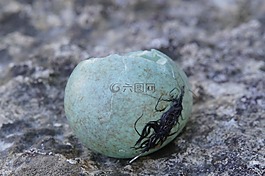 雞蛋,amselei,黑鳥
