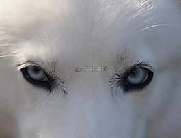 赫斯基,眼睛,藍色