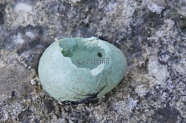 雞蛋,amselei,黑鳥