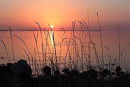 日落,太陽(yáng),葉草