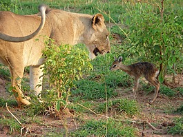 非洲,野生動物,獅子