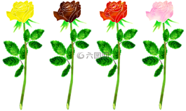 玫瑰花,植物,玫瑰