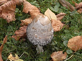 蘑菇,秋,草甸