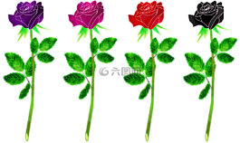 玫瑰花,植物,玫瑰