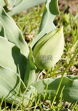 郁金香,芽,郁金香花蕾