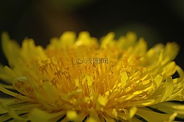 蒲公英,花,黃色