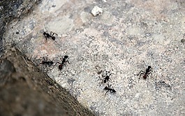 螞蟻,動(dòng)物,石