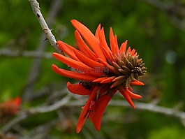 南非,korallenbaum,树