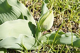 郁金香,芽,郁金香花蕾