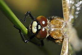 蜻蜓,孵化后,宏