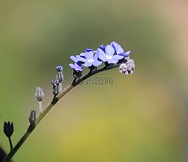 紫,鮮花,紫色的小花