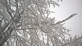 分支機(jī)構(gòu),雪,白