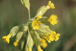 黃花九輪草,黃色,開花