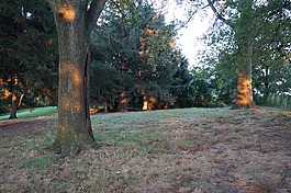 森林,樹(shù),公園