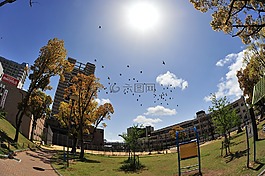 天空,鳥,太陽