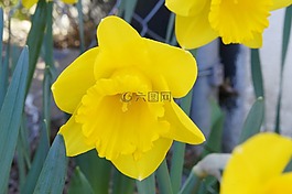 喇叭水仙,花,開花