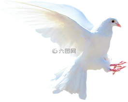 孤立,白鴿,性質