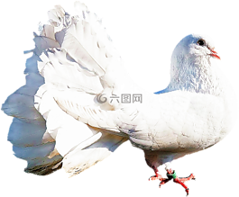 孤立,白鴿,鳥