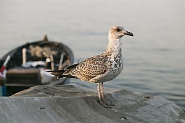 鳥,海鷗,動物