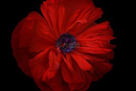 罌粟,花,紅