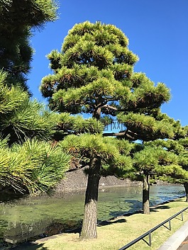 樹,景觀,日本