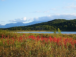 湖,山,森林