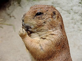 旱獺,嚙齒動物,地鼠