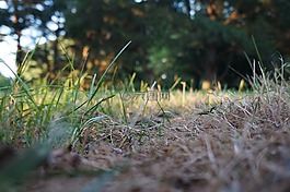 草,公園,自然