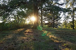 日落,樹,公園