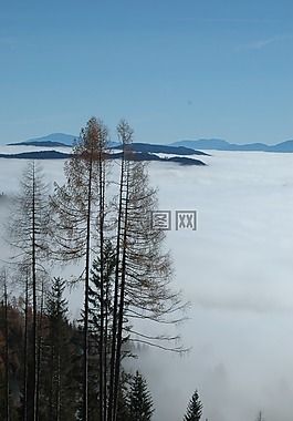 霧,性質(zhì),森林