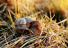 蝸牛,殼,軟體動物