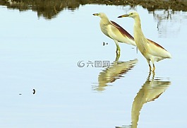 鳥,自然,起重機