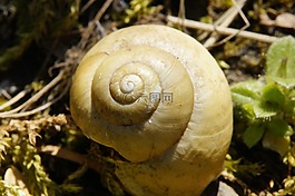 殼,關(guān)閉,蝸牛