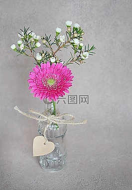 非洲菊,素馨花,白