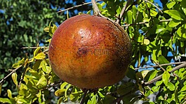 石榴,水果,食品