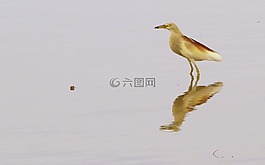 鳥,自然,熱帶