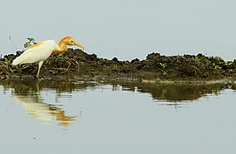 鳥,起重機,自然