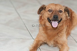 小狗,微笑的狗,狗