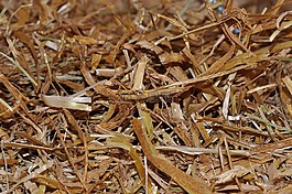 秸稈,窩,天然材料