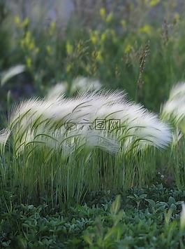 自然,植物,科羅拉多州