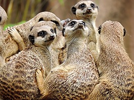 獴,猫鼬,suricata