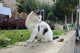 貓,土耳其