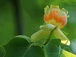 樹,美國郁金香樹,鮮花